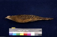 藏品(藍腹鷴)的圖片